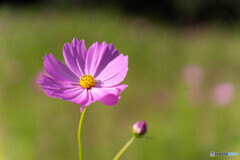 秋桜