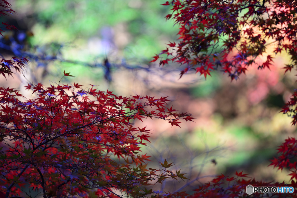 紅葉