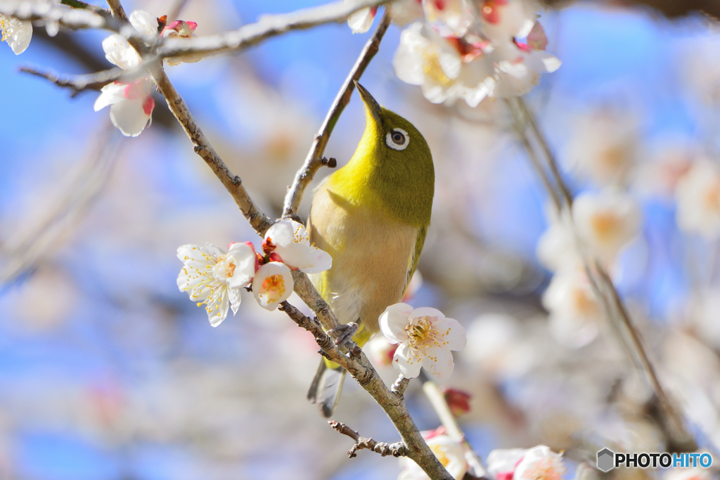 春が近いです