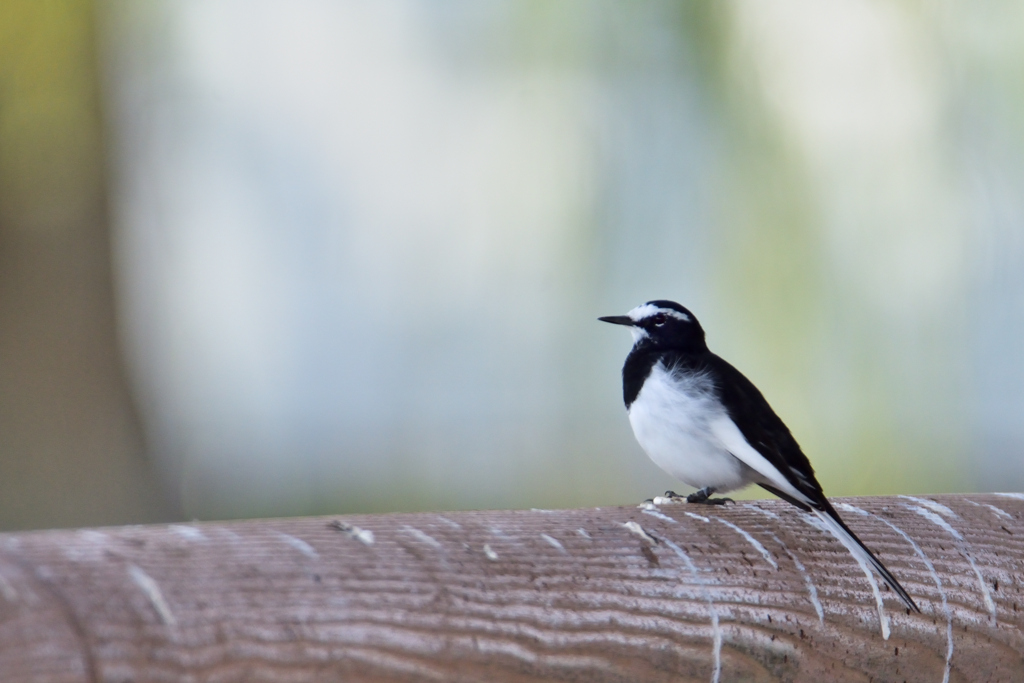 今朝の野鳥