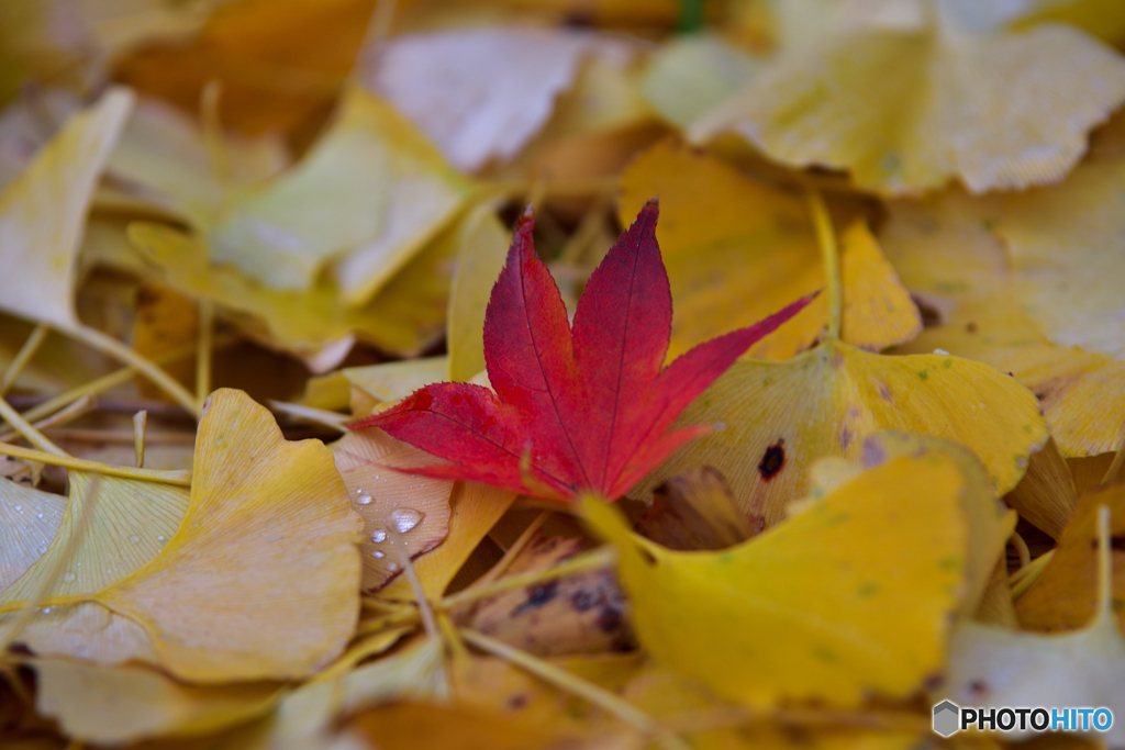 雨に散る紅葉