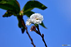 小福桜