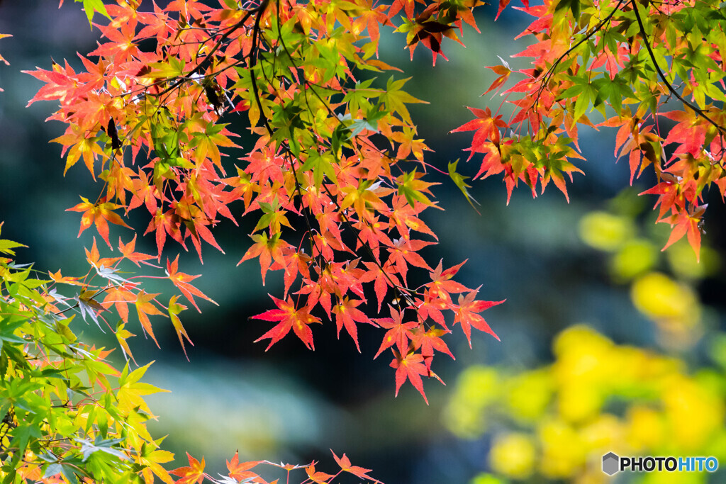 カラフル紅葉