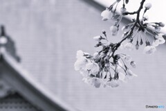 モノクロ桜