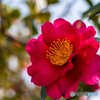 冬の花