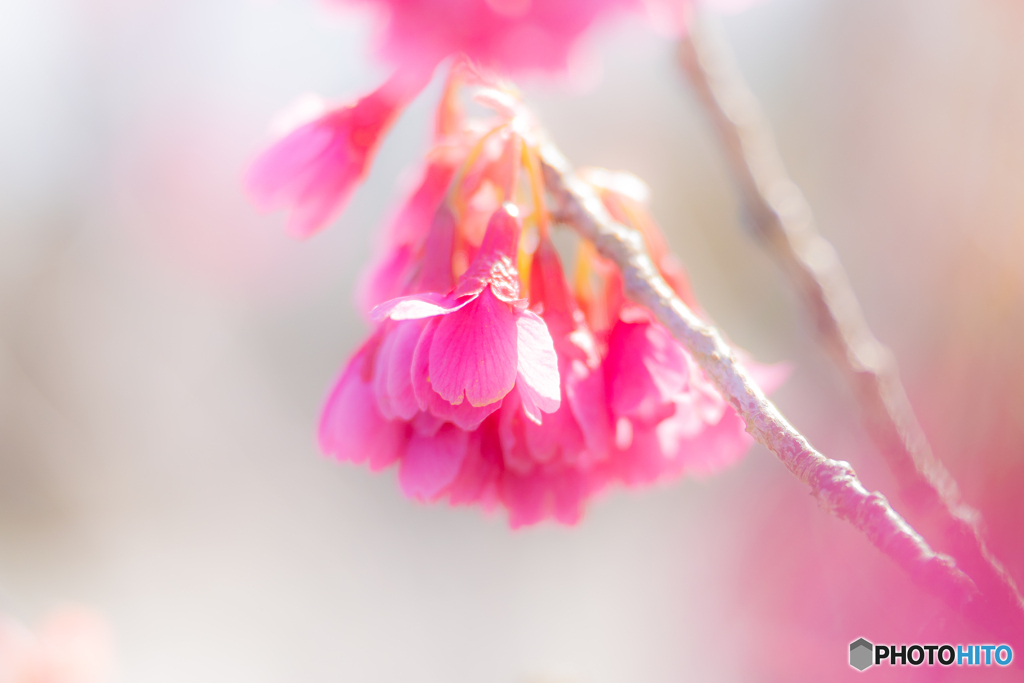 寒緋桜