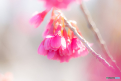 寒緋桜