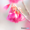 寒緋桜