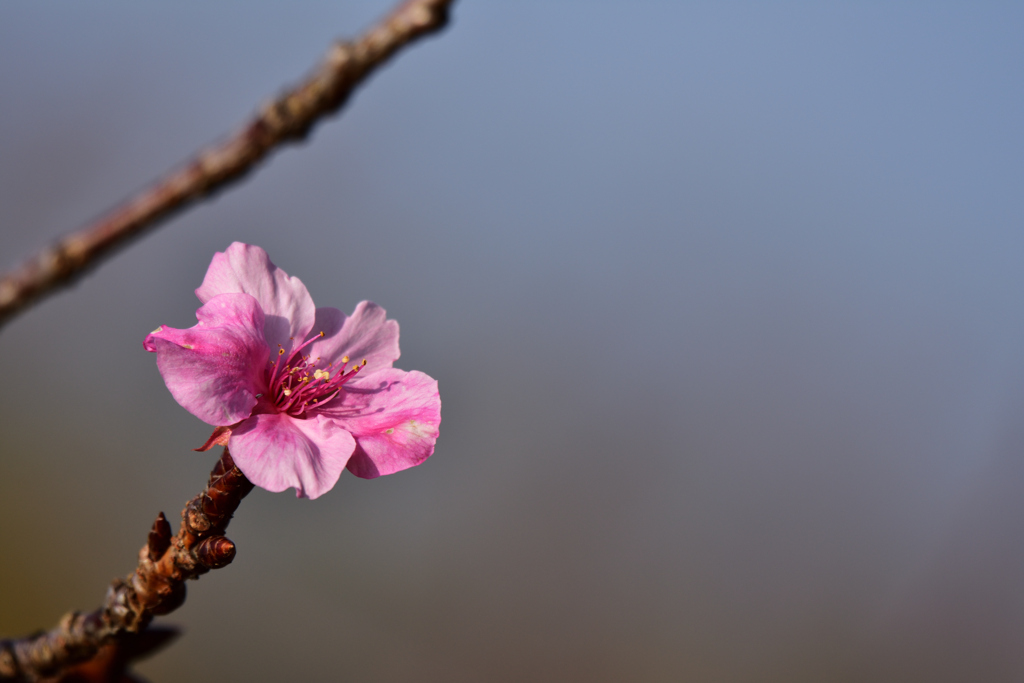 冬なのに桜咲く