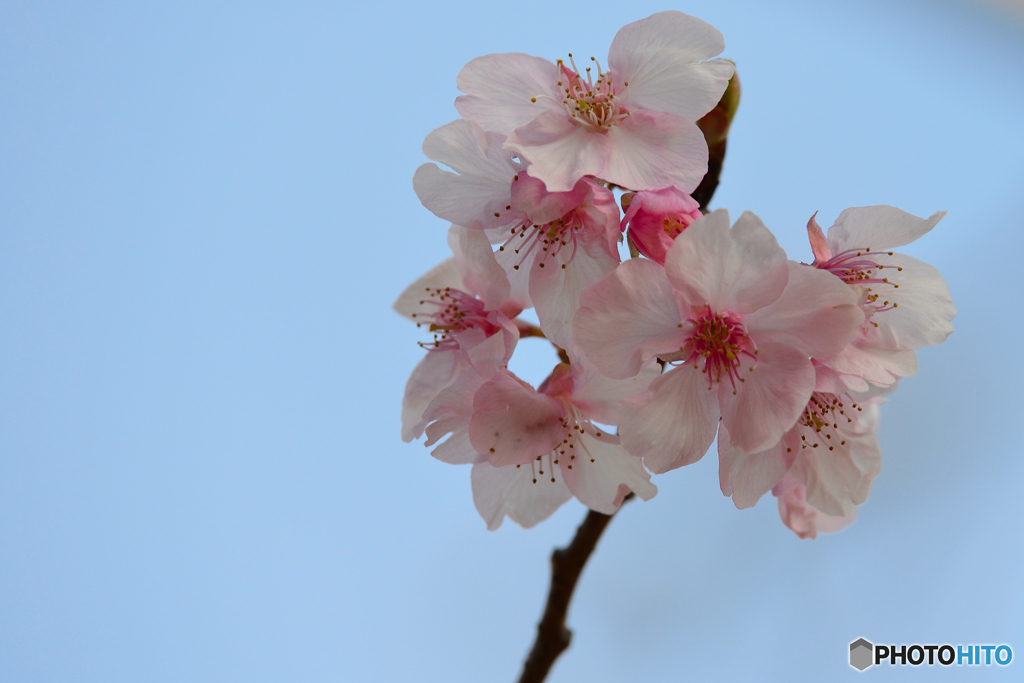 河津桜