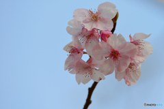 河津桜