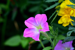 夏の花 夏の花