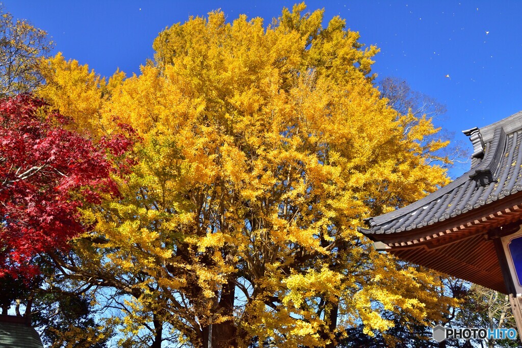 ご神木の銀杏