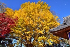ご神木の銀杏