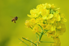 蜜蜂と菜の花