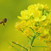蜜蜂と菜の花