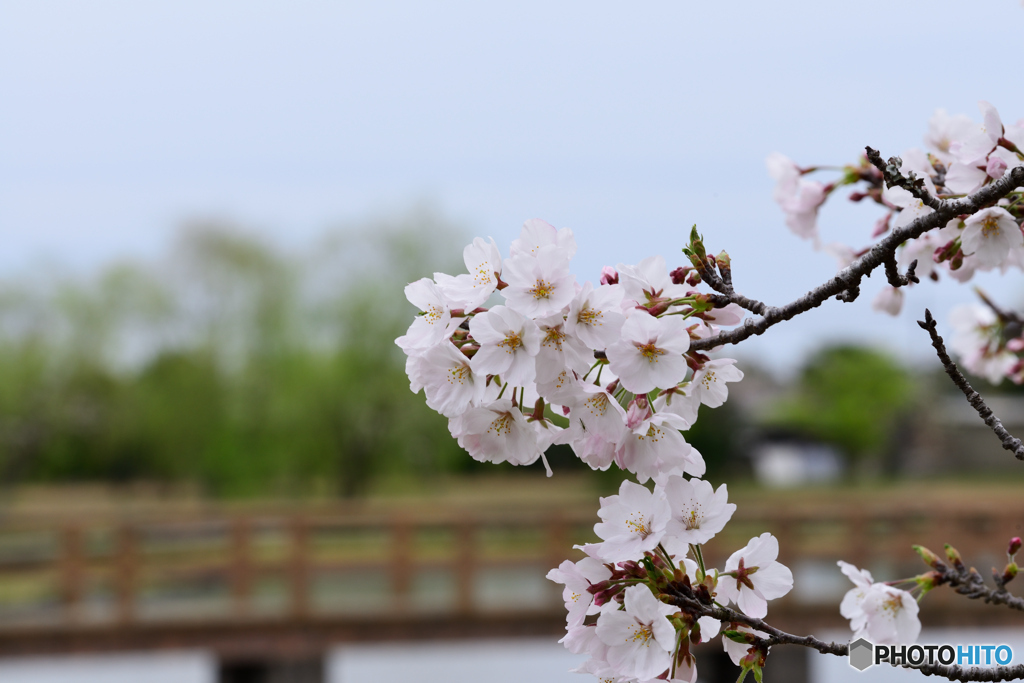 いつもの公園にも春到来