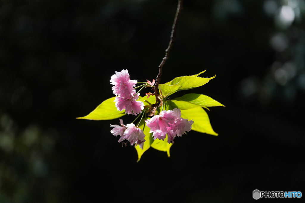 八重桜