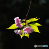 八重桜