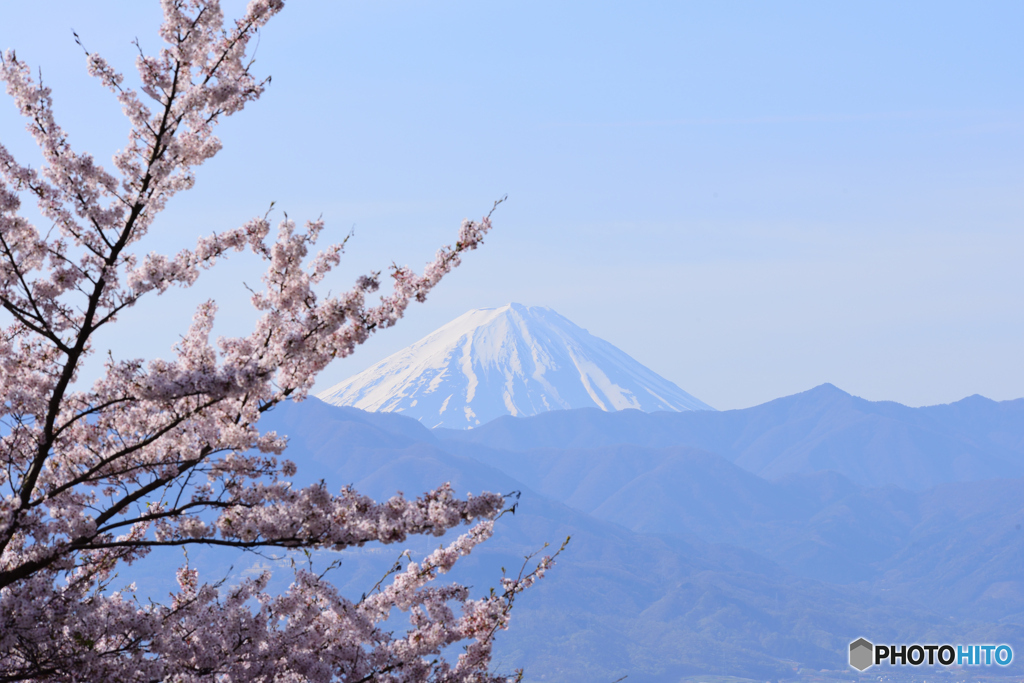 桜と富士山