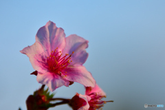 秋に咲いた河津桜