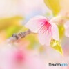 葉桜になっても