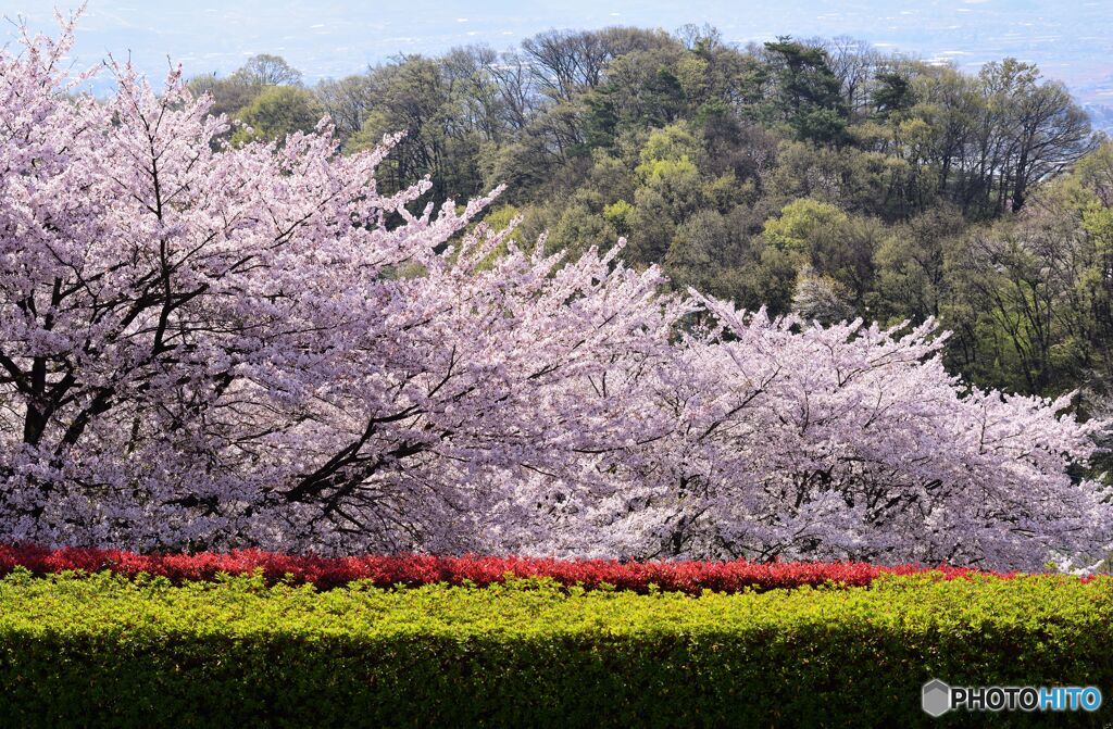 フルーツ公園の桜
