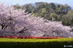 フルーツ公園の桜