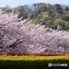 フルーツ公園の桜