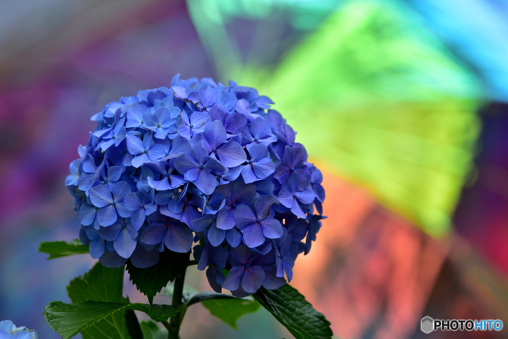 紫陽花