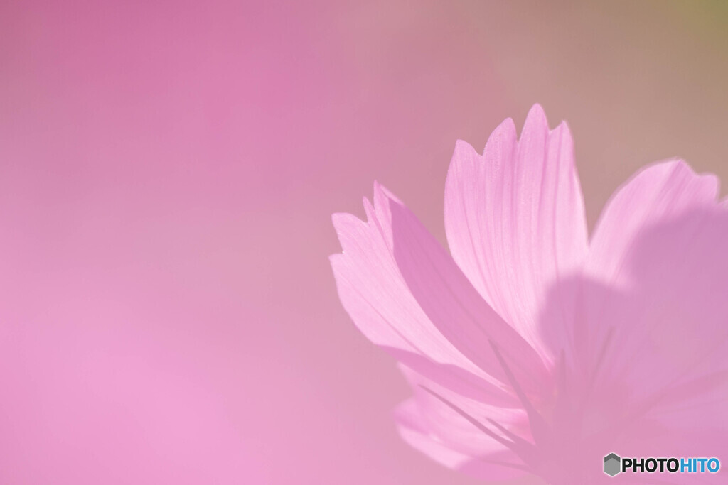 秋桜色