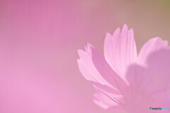 秋桜色