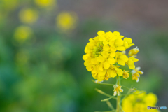 この時期に菜の花？
