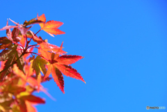 青空に映える紅葉