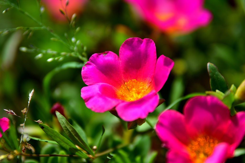 小さな花
