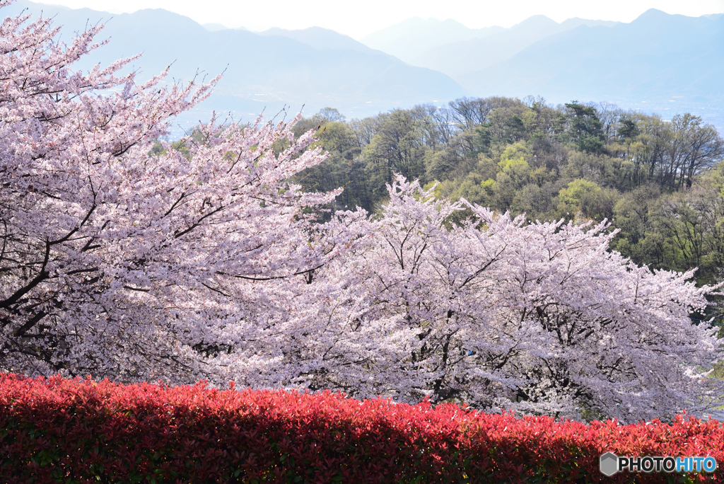 今年の桜は短かった気がする・・