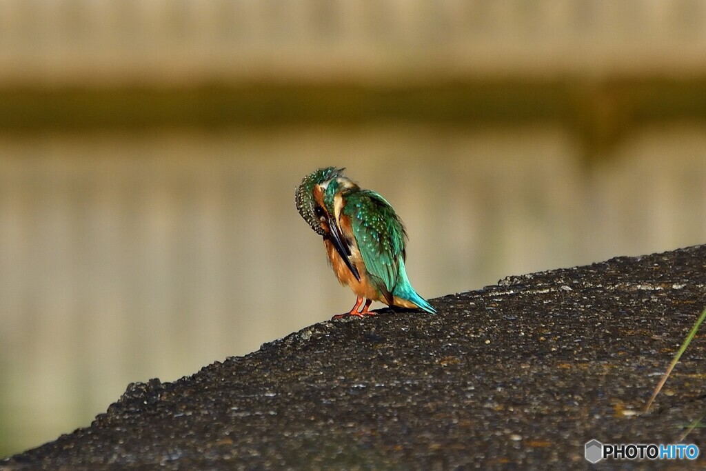 カワセミ