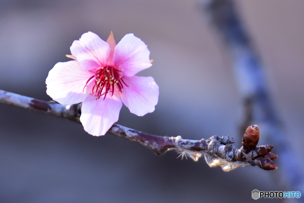 クリスマスに咲く桜