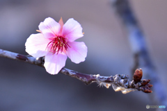 クリスマスに咲く桜