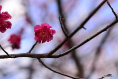 紅梅