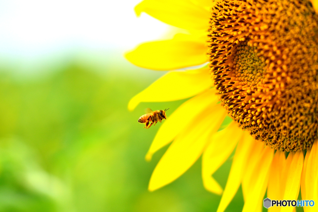 蜜蜂と向日葵