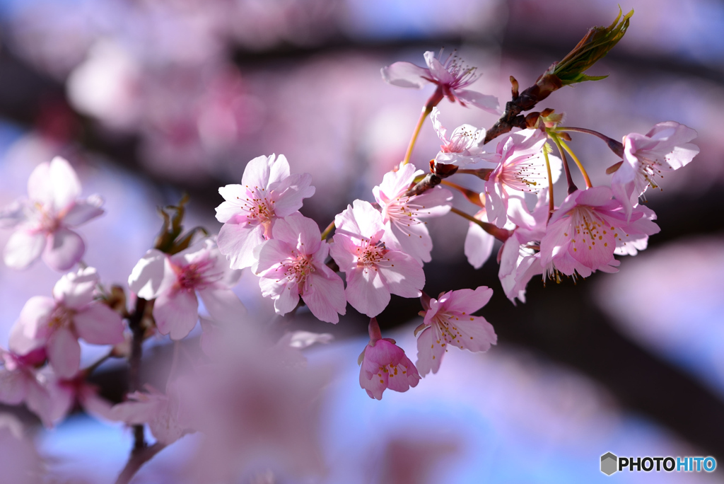 河津桜も終盤