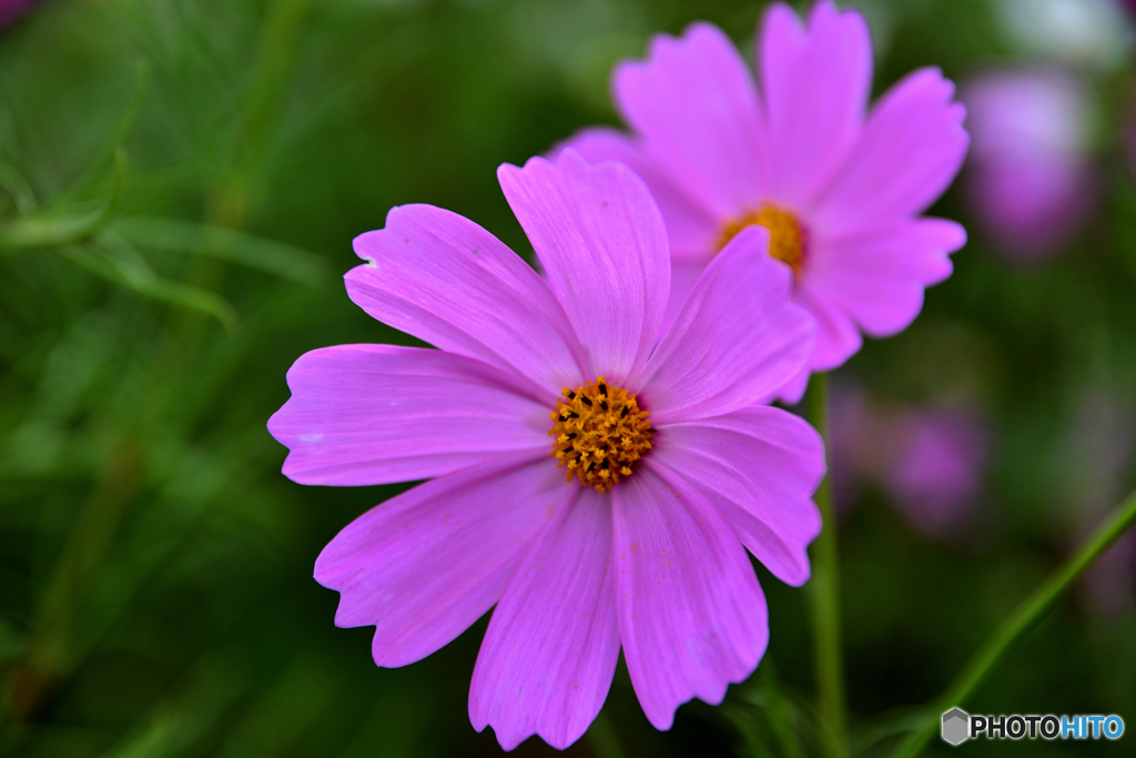 秋桜５
