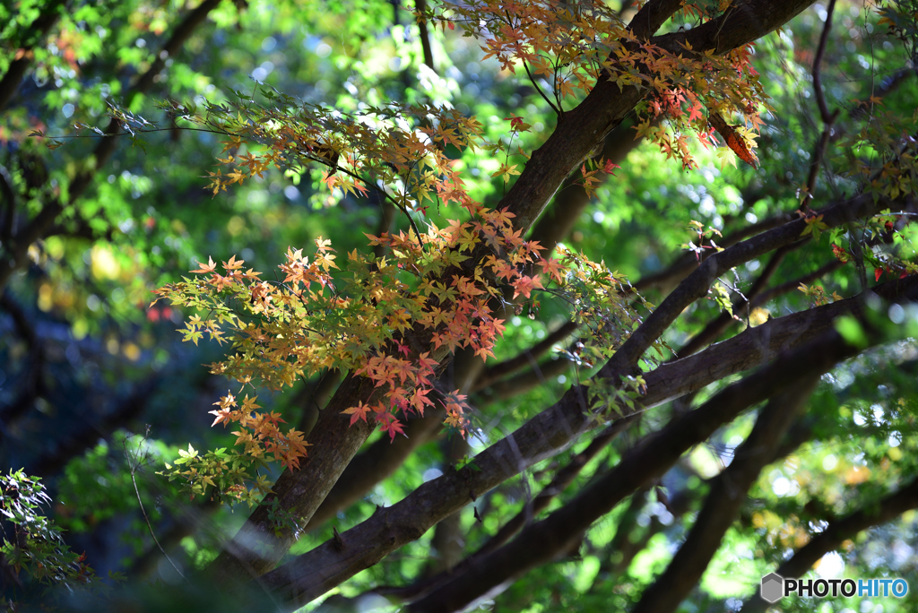 うっすら色付く