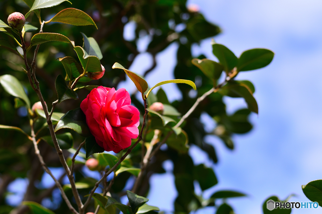 一輪だけ残った山茶花