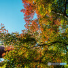 晴天の紅葉