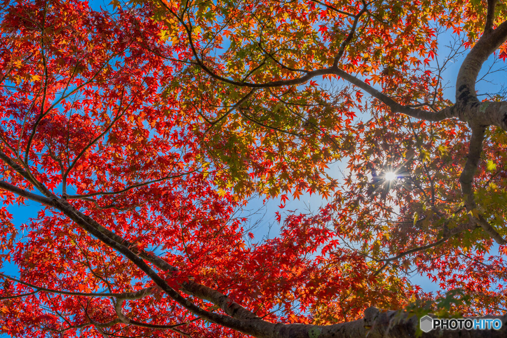 見上げた紅葉