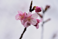 もう河津桜が咲いてます