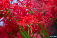 真紅