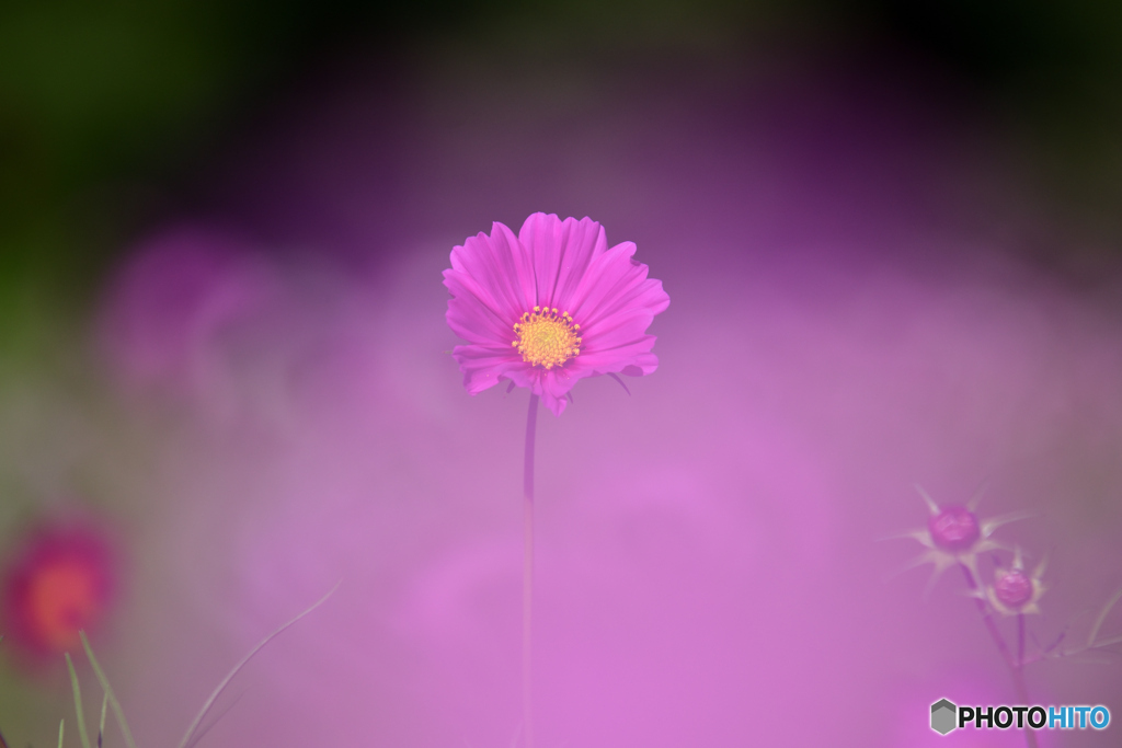 秋桜１